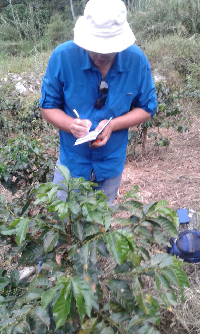 Agricultura del Café